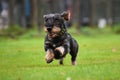 Running dachshund