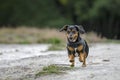 Running Dachshund-Mix