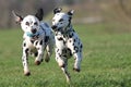 Two Dalmatian dogs running forwards Royalty Free Stock Photo