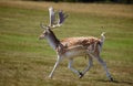 Running dappled deer Royalty Free Stock Photo