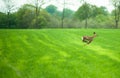 Running deer Royalty Free Stock Photo