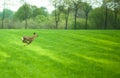 Running deer Royalty Free Stock Photo