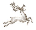 Running deer. Drawn vintage sketch vector illustration