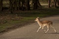 Running deer in the dutch landscape at waterleiding dunes Royalty Free Stock Photo