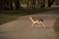 Running deer in the dutch landscape at waterleiding dunes