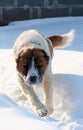 Running dog Royalty Free Stock Photo