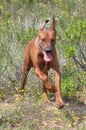 Rhodesian ridgeback running Royalty Free Stock Photo
