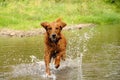 Running dog Royalty Free Stock Photo