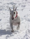 Running dog Royalty Free Stock Photo