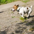 Running Dog Royalty Free Stock Photo