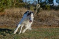 Running dog Royalty Free Stock Photo