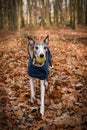 Running dog breed whippet. Royalty Free Stock Photo