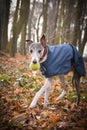 Running dog breed whippet with ball in mouth Royalty Free Stock Photo