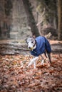 Running dog breed whippet in autumn park Royalty Free Stock Photo