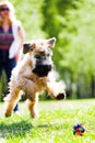 Running dog catch ball Royalty Free Stock Photo