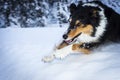 Running dog jumps over snow hump Royalty Free Stock Photo