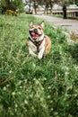 Running dog outdoors on sunny summer day. Funny smiling English bulldog. Cute Young english bulldog playing in green grass. Happy Royalty Free Stock Photo
