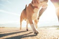 Running dog paws and man legs close up image