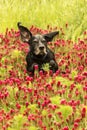 Running dog in the red trefoil field