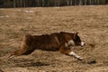 Running dog side view. Puppy of Australian Shepherd red tricolor runs through field with dry grass. Aussie is beautiful active