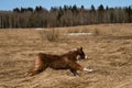 Running dog side view. Puppy of Australian Shepherd red tricolor runs through field with dry grass. Aussie is beautiful active