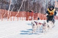 The Running dog sledge team Kamchatka musher