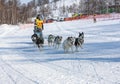 Running dog sledge team Kamchatka musher