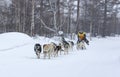 Running dog sledge team Kamchatka musher