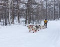 Running dog sledge team Kamchatka musher