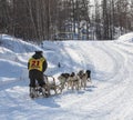 Running dog sledge team Kamchatka musher