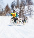 Running dog sledge team Kamchatka musher. K