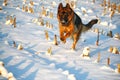 Running dog on snow