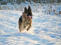 Running dog on snow