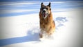 running dog on a snow field Royalty Free Stock Photo