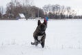 Running Dog In A Snowy Field