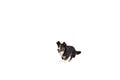 Studio shot of Welsh Corgi Cardigan Dog Isolated on White Background. Concept of beauty, fashion, show, animal life Royalty Free Stock Photo