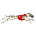 Running dog whippet breed, in dog racing dress Royalty Free Stock Photo