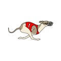 Running dog whippet breed, in dog racing dress Royalty Free Stock Photo