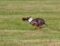 Running Dog with White collar