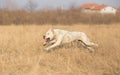 Running Dogo Argentino