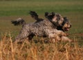 Running dogs Royalty Free Stock Photo