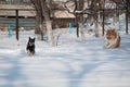 Running dogs collie play in winter outdoor. collie dog playing in snowy winter. playful collie dogs Royalty Free Stock Photo