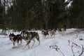 Running with dogs for endurance and long distance competitions. January 24, 2023 Moscow Russia. Male musher drives team