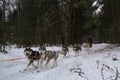 Running with dogs for endurance and long distance competitions. January 24, 2023 Moscow Russia. Male musher drives team