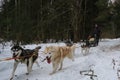 Running with dogs for endurance and long distance competitions. January 24, 2023 Moscow Russia. Male musher drives team
