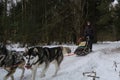 Running with dogs for endurance and long distance competitions. January 24, 2023 Moscow Russia. Male musher drives team