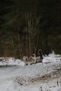 Running with dogs for endurance and long distance competitions. January 24, 2023 Moscow Russia. Musher man on sled with