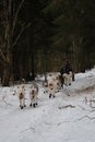 Running with dogs for endurance and long distance competitions. January 24, 2023 Moscow Russia. Musher man on sled with