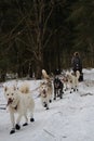 Running with dogs for endurance and long distance competitions. January 24, 2023 Moscow Russia. Musher man on sled with