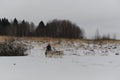 Running with dogs for endurance and long distance competitions. January 24, 2023 Moscow Russia. Musher woman rides male